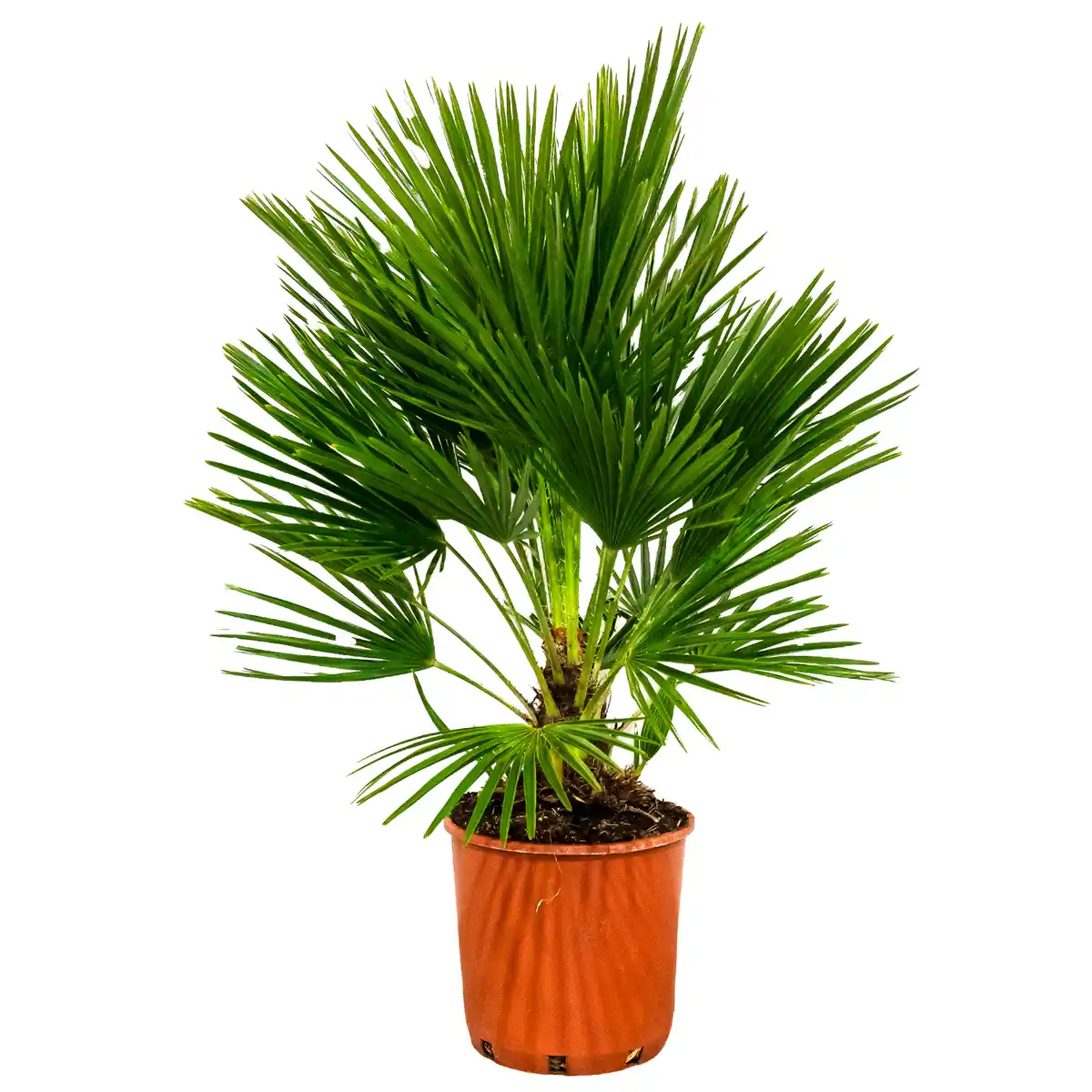 Bild 1 von Zwergpalme 85 cm Topf 22 cm