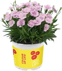 Dianthus Lucky Lips Nelke 17cm