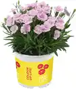 Bild 1 von Dianthus Lucky Lips Nelke 17cm