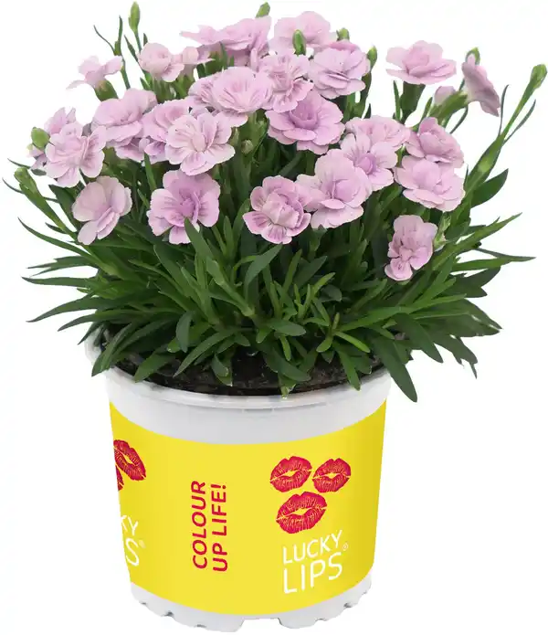 Bild 1 von Dianthus Lucky Lips Nelke 17cm