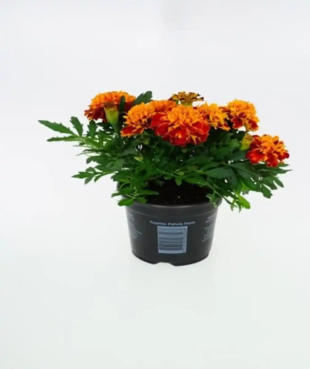 Bild 1 von Studentenblume Tagetes H 15 cm 10,5 cm Topf