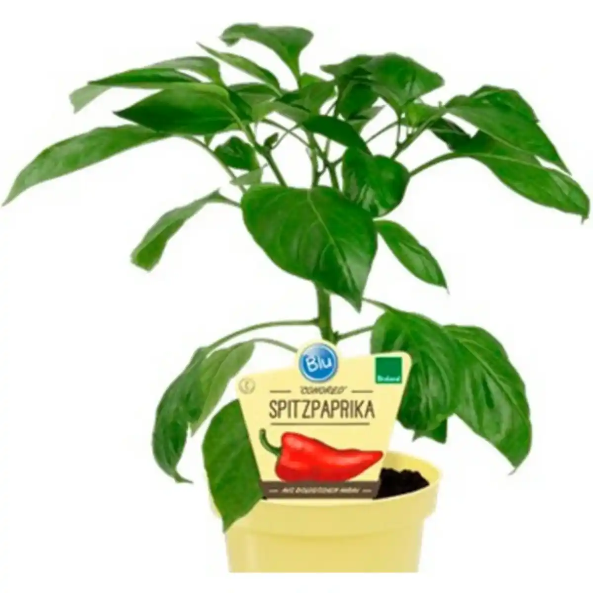 Bild 1 von Paprika »Conored«, Ø12cm-Topf, bio