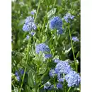 Bild 2 von Säckelblume, Ceanothus impressus »Victoria«, Blätter: grün, Blüten: blau