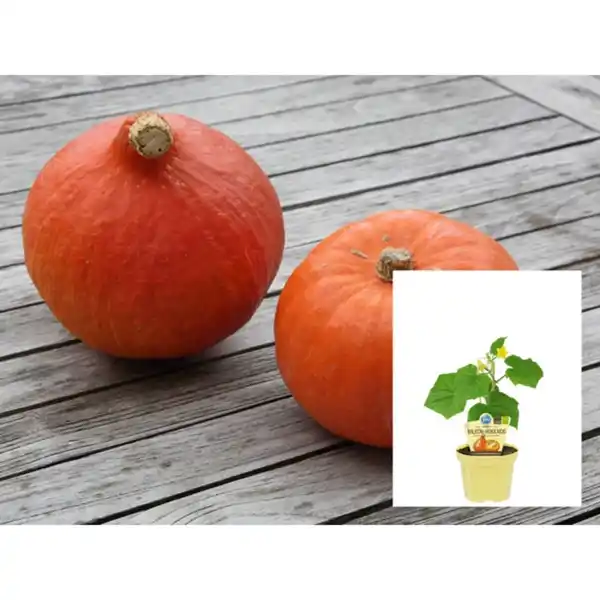 Bild 2 von Hokkaido-Kürbis, Ø12cm-Topf, bio