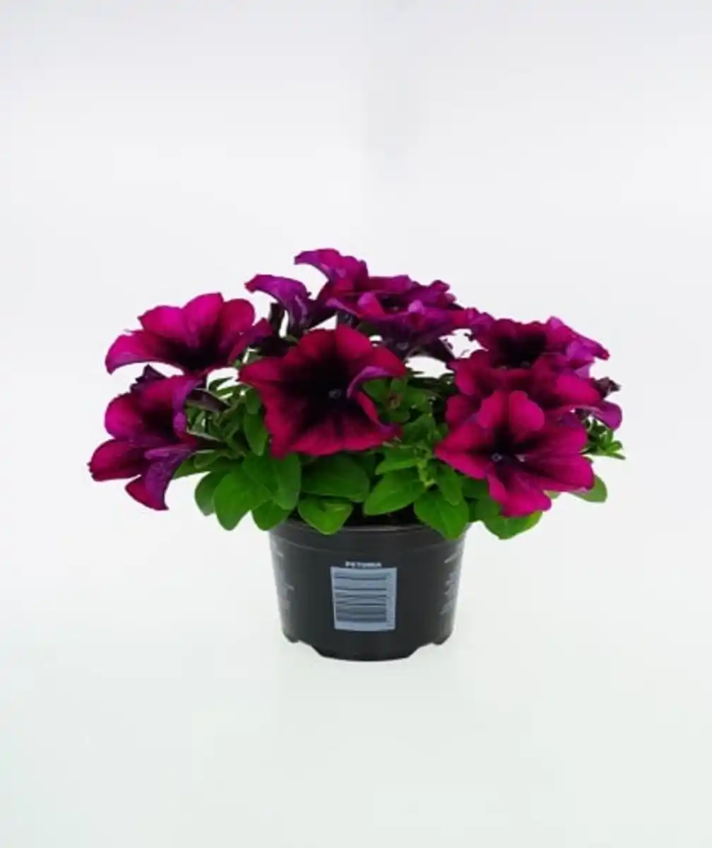 Bild 1 von Gartenpetunie Petunia grandiflora F1 H 15 cm 10,5 cm Topf