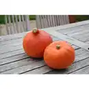 Bild 3 von Hokkaido-Kürbis, Ø12cm-Topf, bio