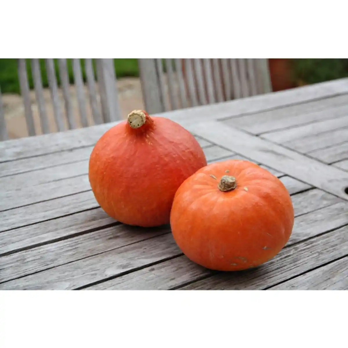 Bild 3 von Hokkaido-Kürbis, Ø12cm-Topf, bio