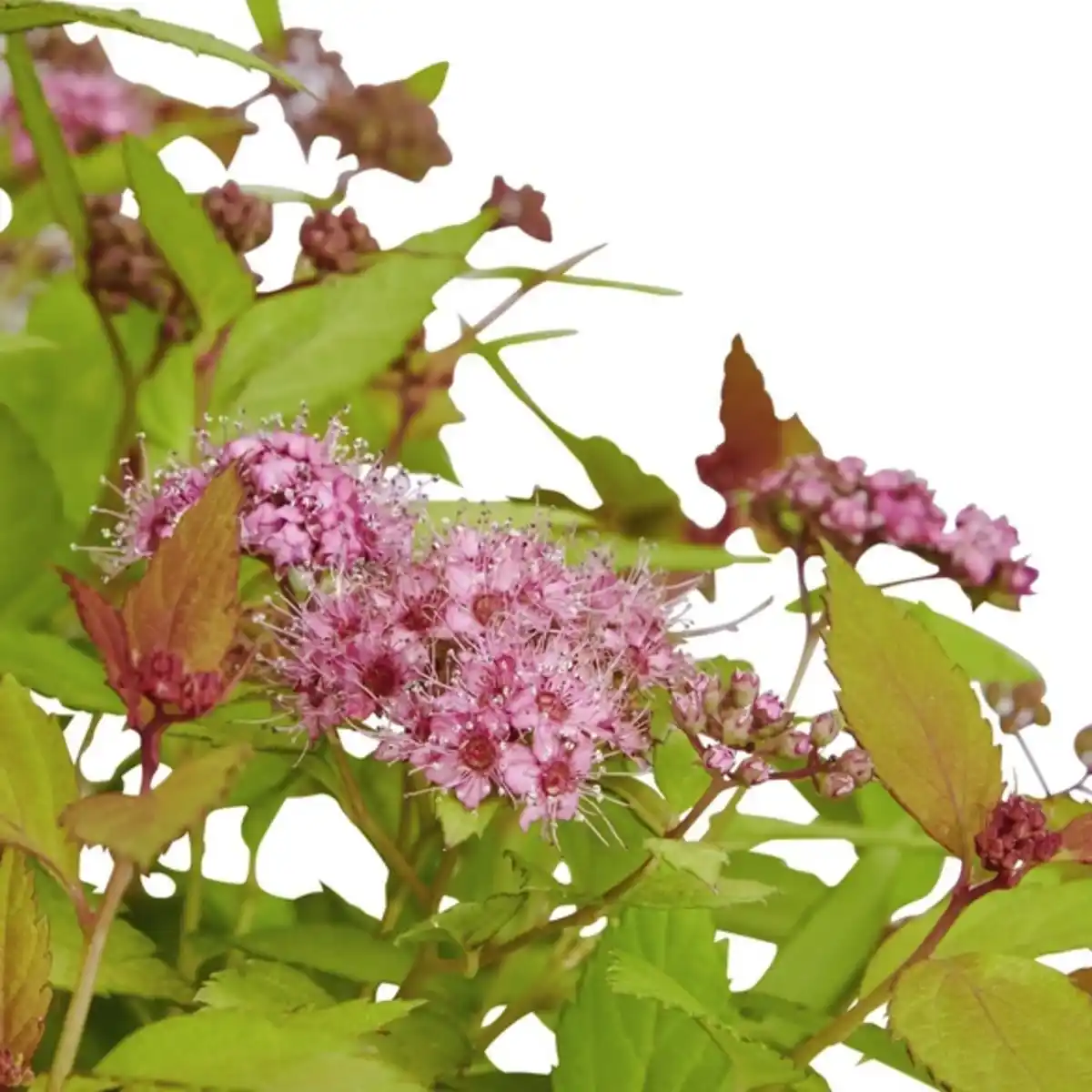 Bild 2 von Spierstrauch, Spiraea japonica »Magic Carpet«, Blätter: grün/gelb, Blüten: rosa/pink