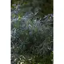 Bild 4 von Rotlaubiger Holunder, Sambucus nigra »Black Lace«, Blätter: rot/schwarz, Blüten: rosa
