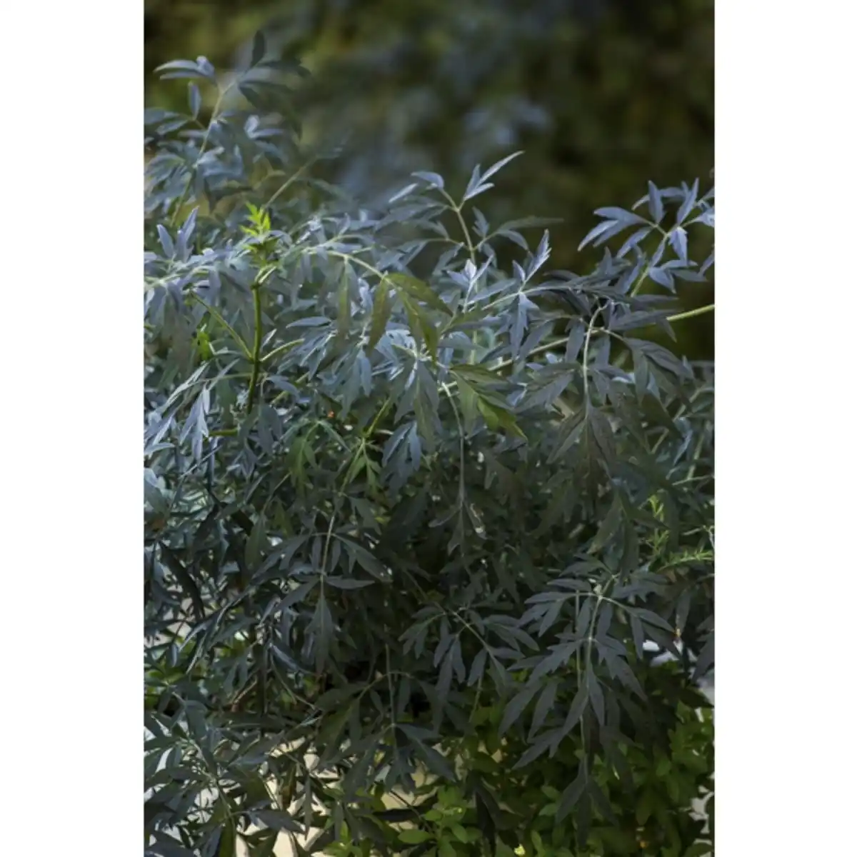 Bild 4 von Rotlaubiger Holunder, Sambucus nigra »Black Lace«, Blätter: rot/schwarz, Blüten: rosa