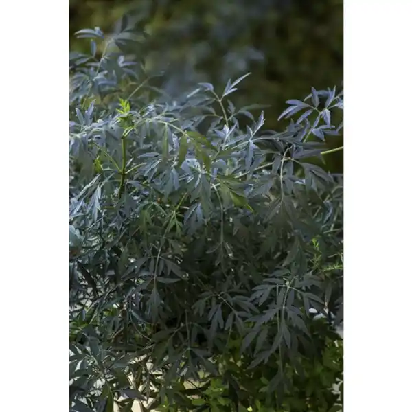 Bild 4 von Rotlaubiger Holunder, Sambucus nigra »Black Lace«, Blätter: rot/schwarz, Blüten: rosa