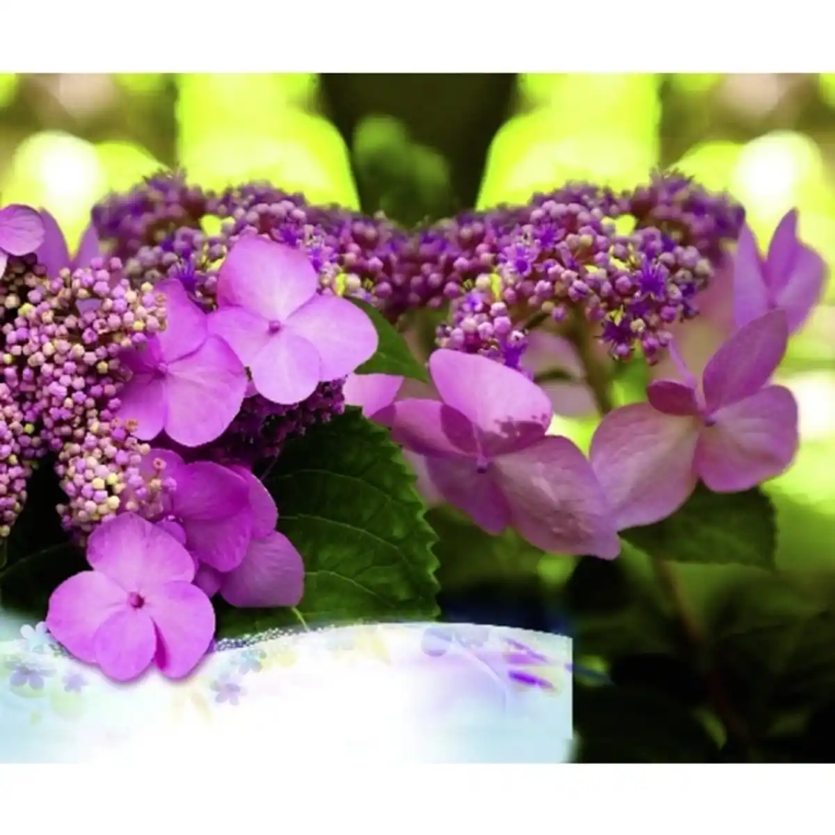 Bild 3 von Hortensie macrophylla Hydrangea »Summer Love«