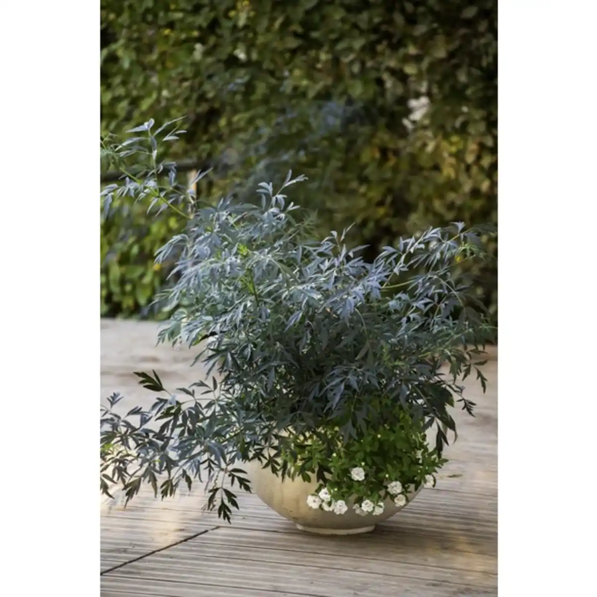 Bild 3 von Rotlaubiger Holunder, Sambucus nigra »Black Lace«, Blätter: rot/schwarz, Blüten: rosa