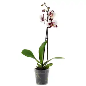 toom Schmetterlingsorchidee 1 Rispe verschiedene Sorten 12 cm Topf
