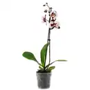 Bild 1 von toom Schmetterlingsorchidee 1 Rispe verschiedene Sorten 12 cm Topf
