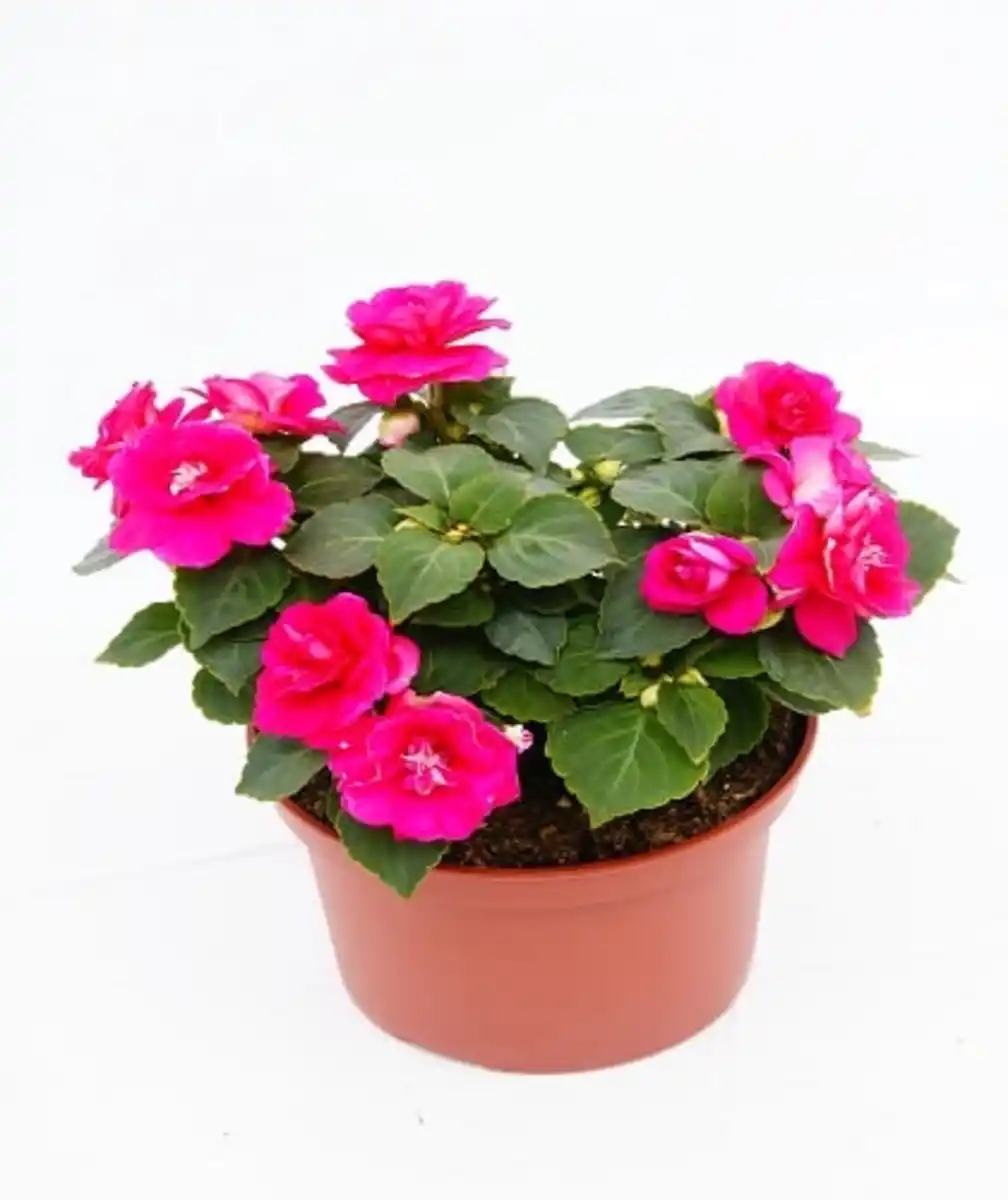 Bild 1 von Fleissiges Lieschen Impatiens walleriana F1 H 15 cm 10,5 cm Topf