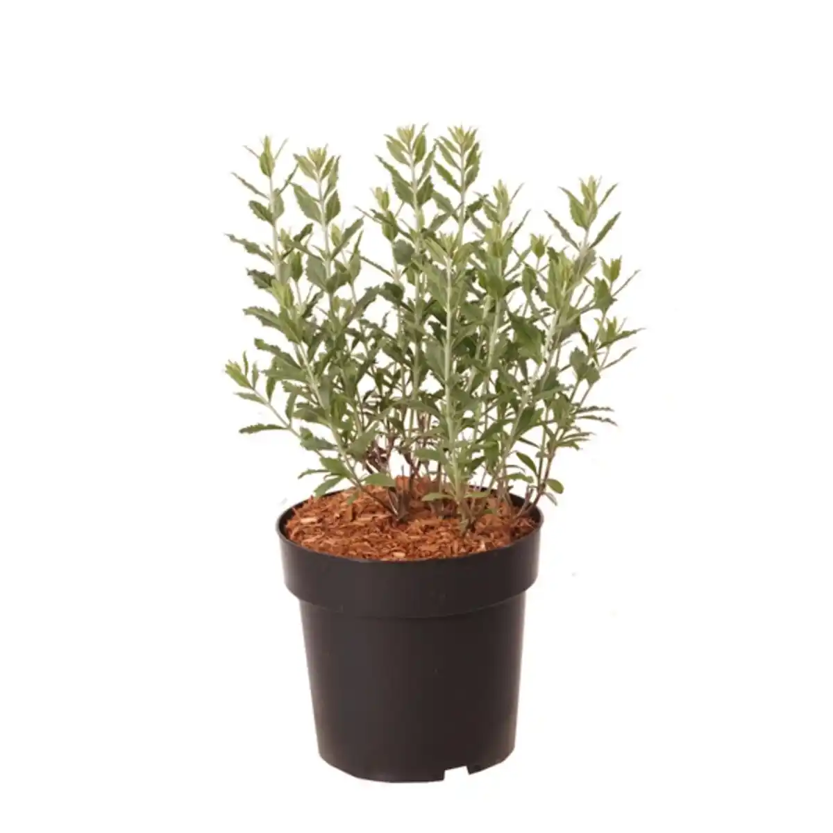 Bild 2 von Blauraute, Blütenfarbe: lila