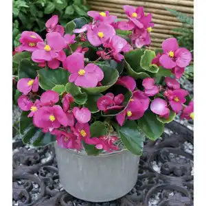 Eisbegonie, semperflorens »Begonia«, Blüte: gemischt