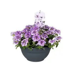 Beet -und Balkonpflanzen in Schale H 20 cm 27 cm Schale