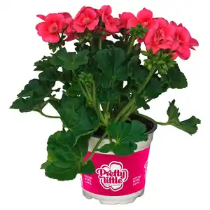 GARDENLINE Geranien Pretty Little