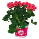 Bild 1 von GARDENLINE Geranien Pretty Little
