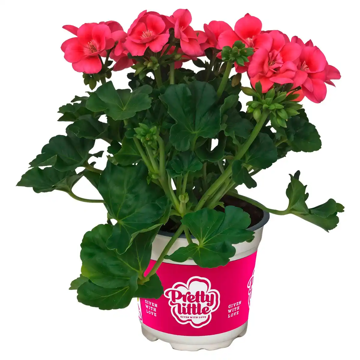 Bild 1 von GARDENLINE Geranien Pretty Little