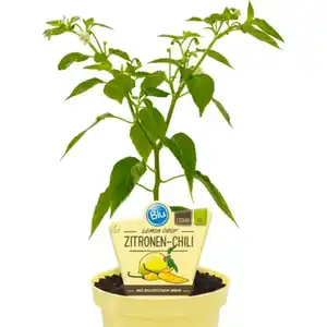 Chili »Lemon Drop«, Ø12cm-Topf, bio