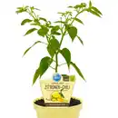 Bild 1 von Chili »Lemon Drop«, Ø12cm-Topf, bio