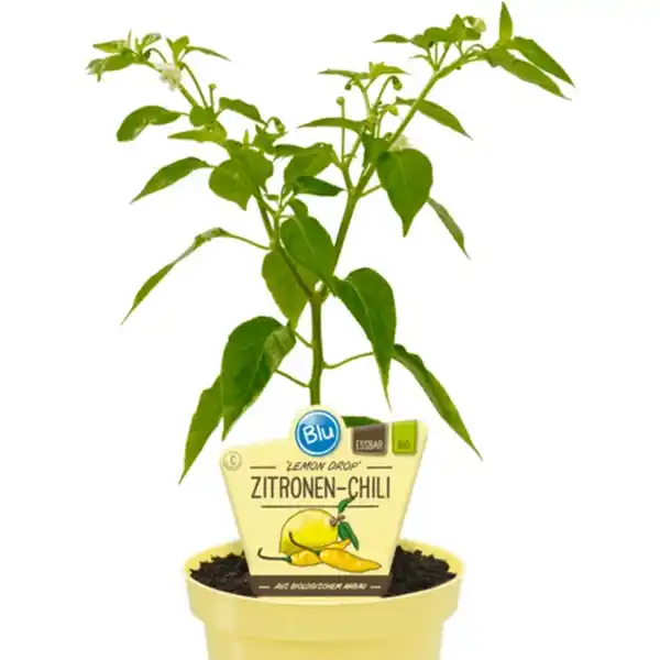 Bild 1 von Chili »Lemon Drop«, Ø12cm-Topf, bio