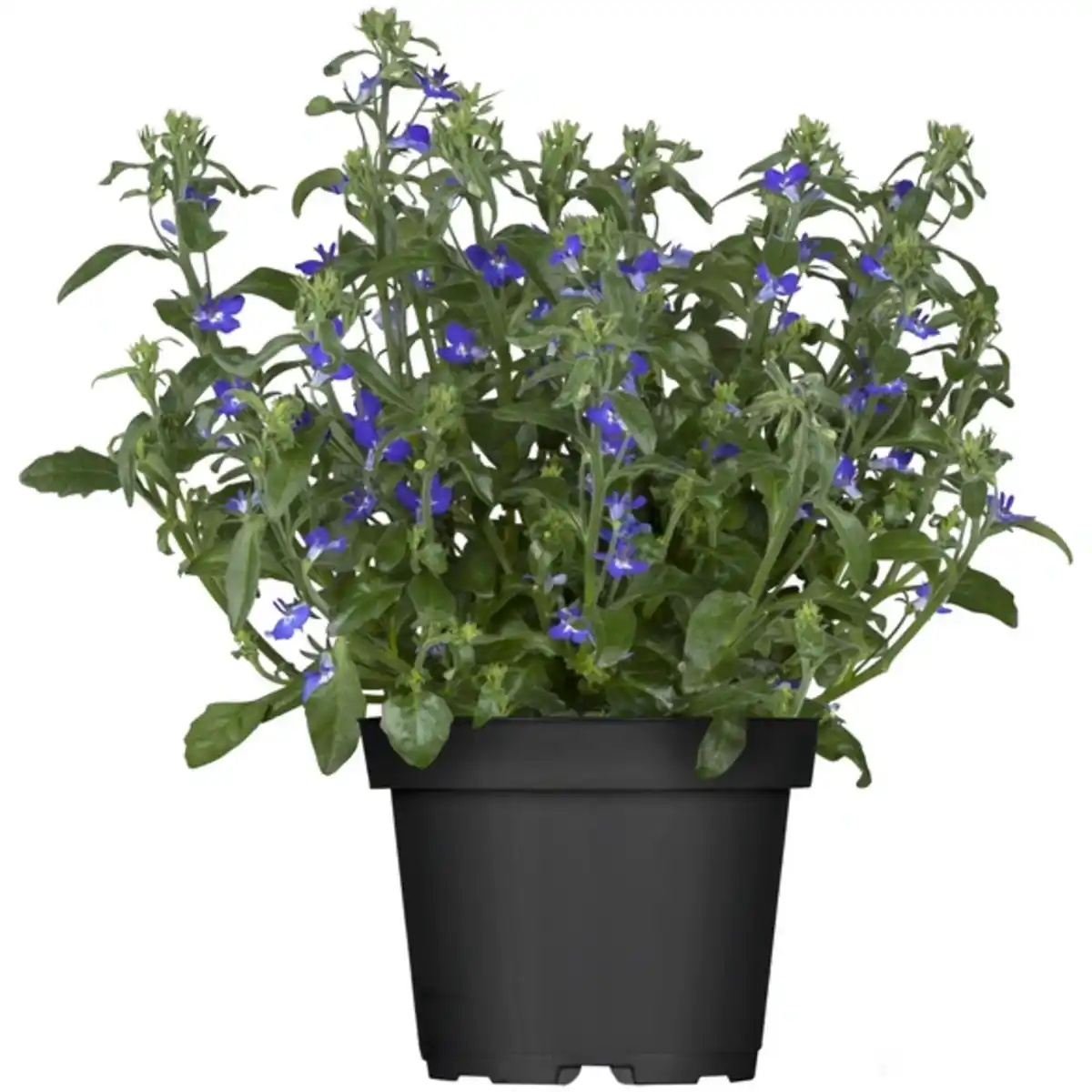 Bild 1 von Lobelie, Lobelia erinus, Blüte: blau, einfach