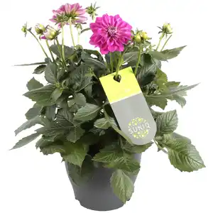 Dahlien verschiedene Farben 23 cm Topf