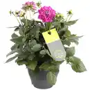 Bild 1 von Dahlien verschiedene Farben 23 cm Topf