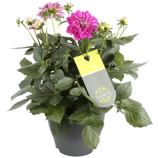 Bild 1 von Dahlien verschiedene Farben 23 cm Topf