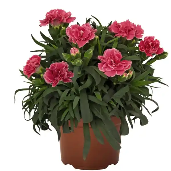 Bild 3 von Landnelke, Dianthus caryophyllus, Blüte: mehrfarbig