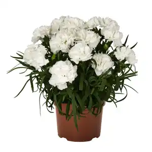 Landnelke, Dianthus caryophyllus, Blüte: mehrfarbig