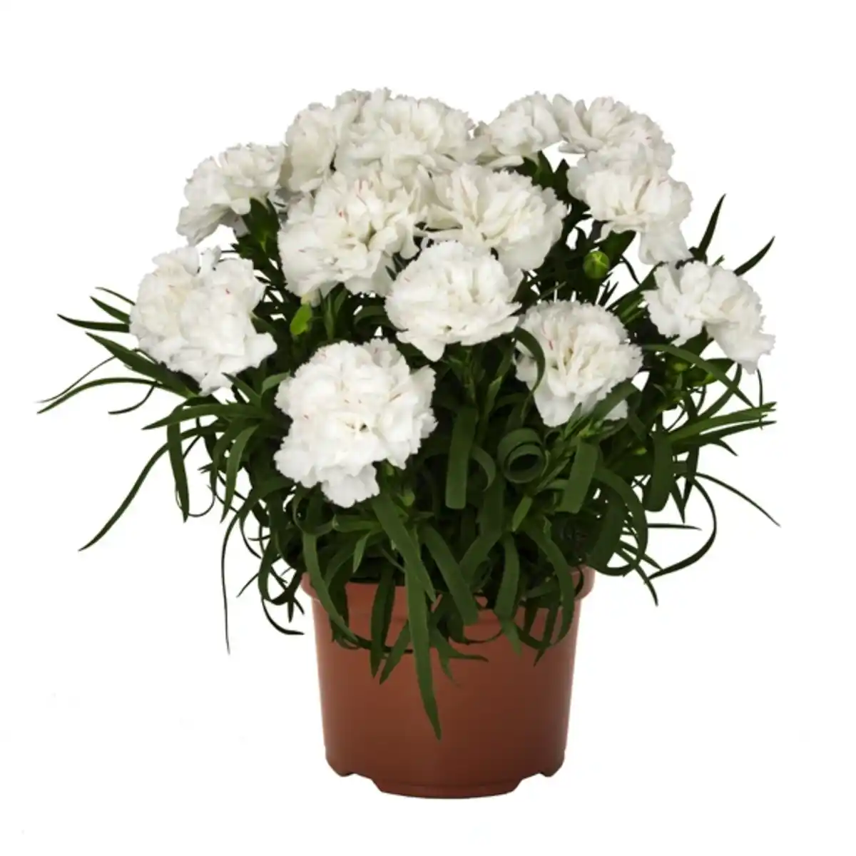 Bild 1 von Landnelke, Dianthus caryophyllus, Blüte: mehrfarbig