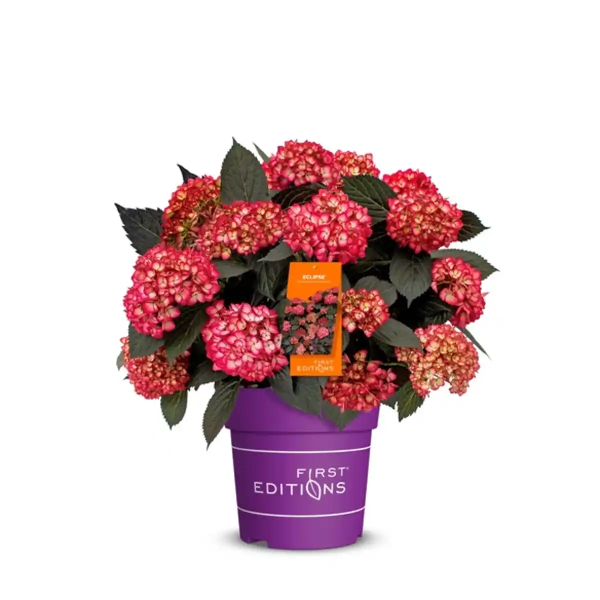 Bild 1 von Pflanze, Bauernhortensie, mehrjähriger Lebenszyklus, rote Blüten