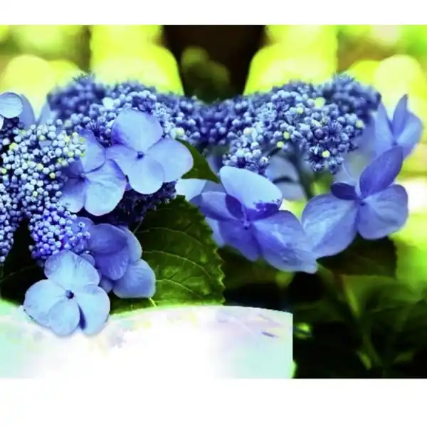Bild 4 von Hortensie macrophylla Hydrangea »Summer Love«