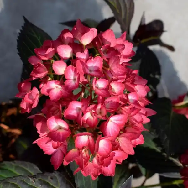 Bild 2 von Pflanze, Bauernhortensie, mehrjähriger Lebenszyklus, rote Blüten