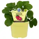 Bild 2 von Erdbeere »Toscana«, Ø12 cm-Topf, rosa blühend, bio