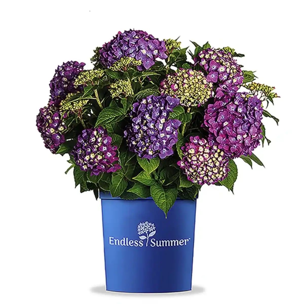 Bild 3 von Bauernhortensie, Hydrangea macrophylla »SummerLove«, aktuelle Höhe (max.): 30 cm, lila, winterhart