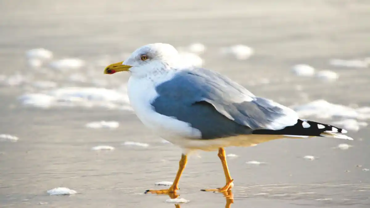 Bild 1 von Eigene Anreise Nordsee - Norderney: Erholungsurlaub im 4-Sterne-Hotel Jann von Norderney