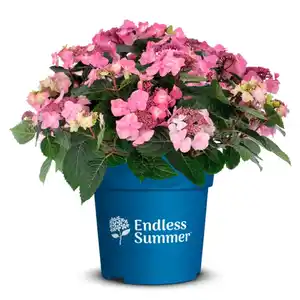 Bauernhortensie, Hydrangea macrophylla »Pop Star«, Vielblüher, aktuelle Pflanzenhöhe: 30 cm