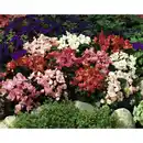 Bild 2 von Eisbegonie, semperflorens »Begonia«, Blüte: gemischt