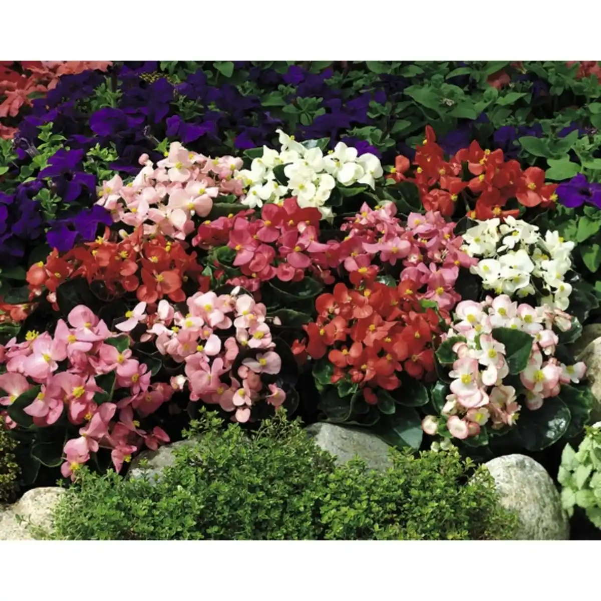 Bild 2 von Eisbegonie, semperflorens »Begonia«, Blüte: gemischt