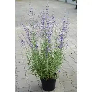 Blauraute, Blütenfarbe: lila
