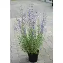 Bild 1 von Blauraute, Blütenfarbe: lila