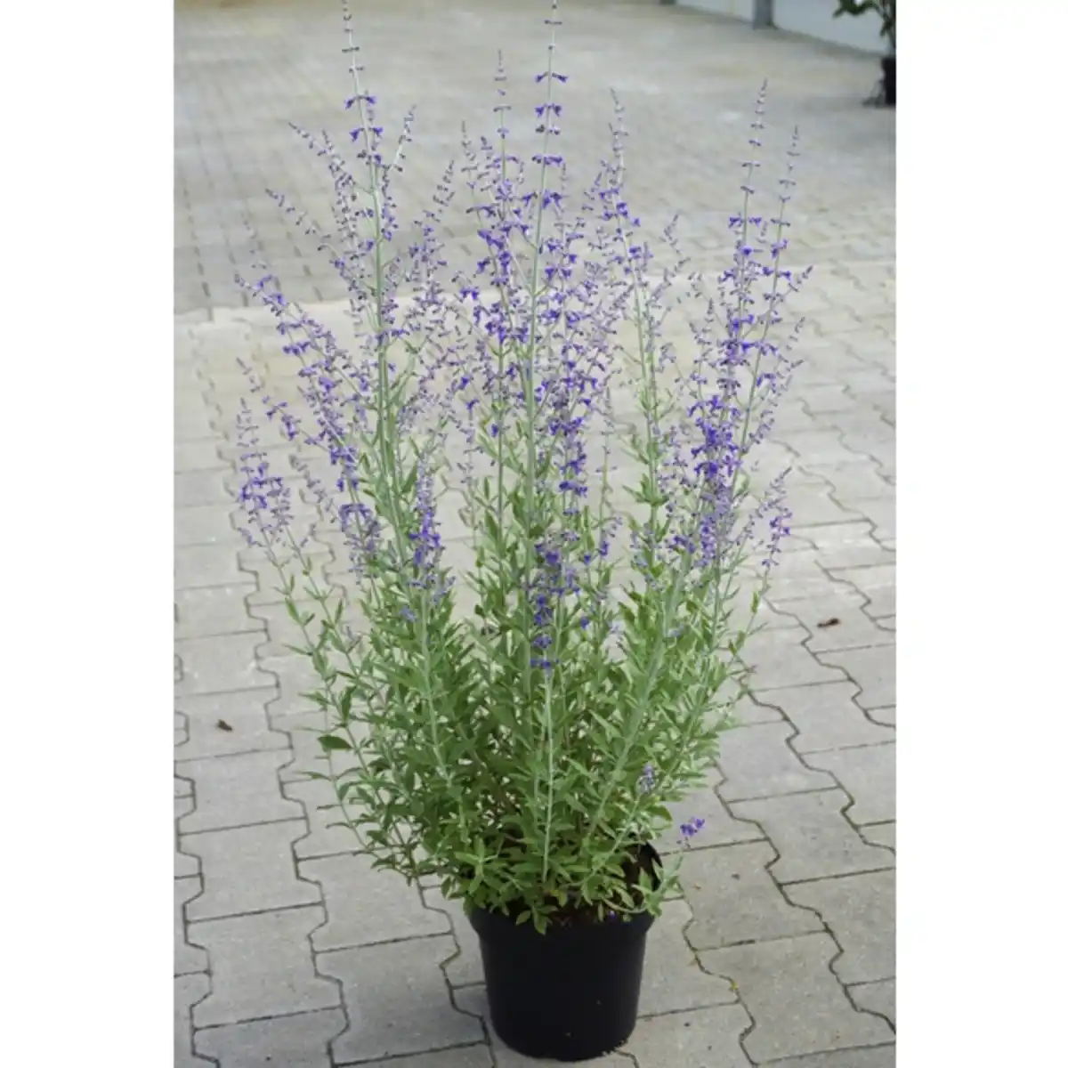 Bild 1 von Blauraute, Blütenfarbe: lila