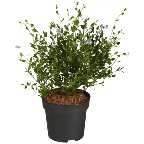 Bild 1 von Säckelblume, Ceanothus impressus »Victoria«, Blätter: grün, Blüten: blau