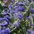 Bild 2 von Bartblume, mehrjaehrig, blau